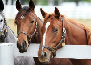 Horses